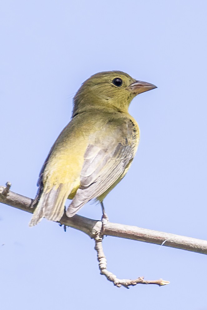 Scarlet Tanager - Bill Wood