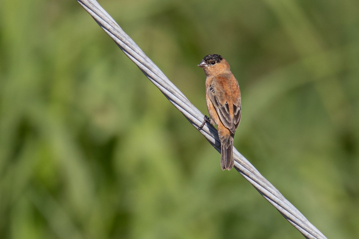 Copper Seedeater - ML267676811