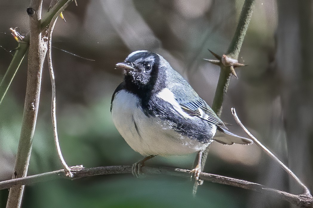 Black-throated Blue Warbler - Bill Wood