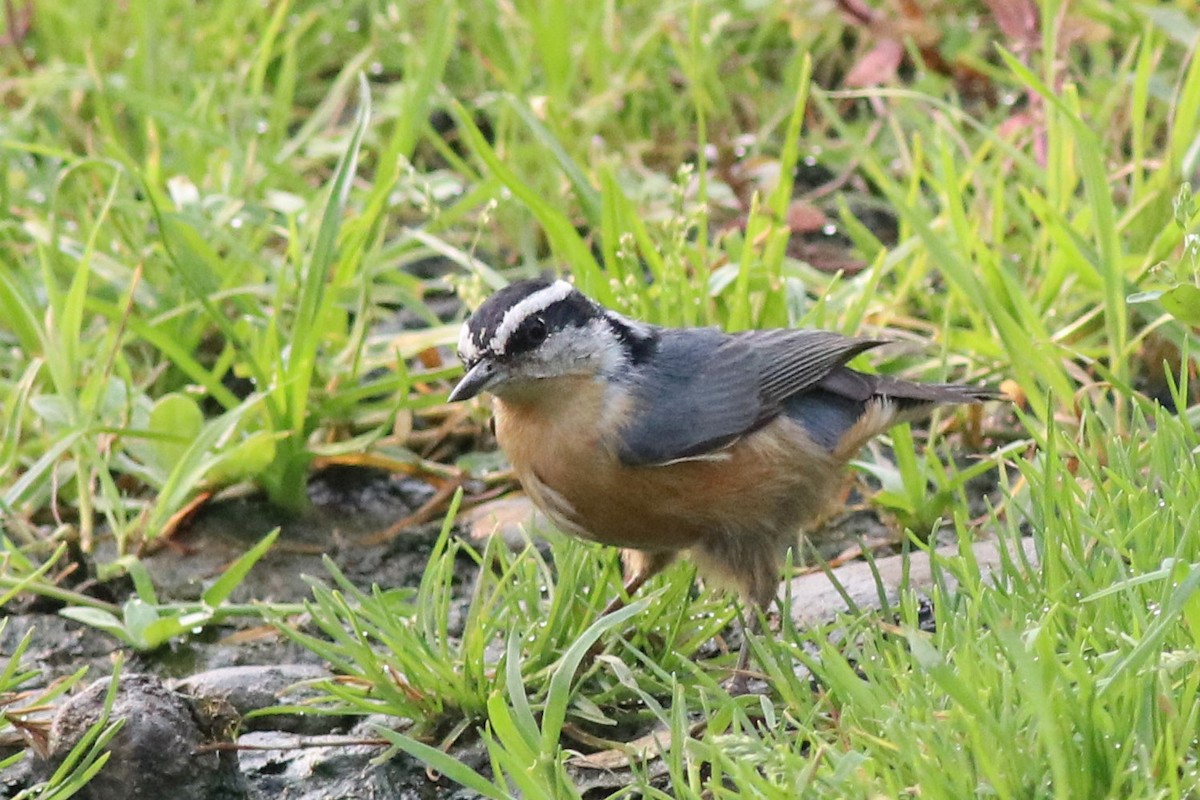 Red-breasted Nuthatch - J Tanner