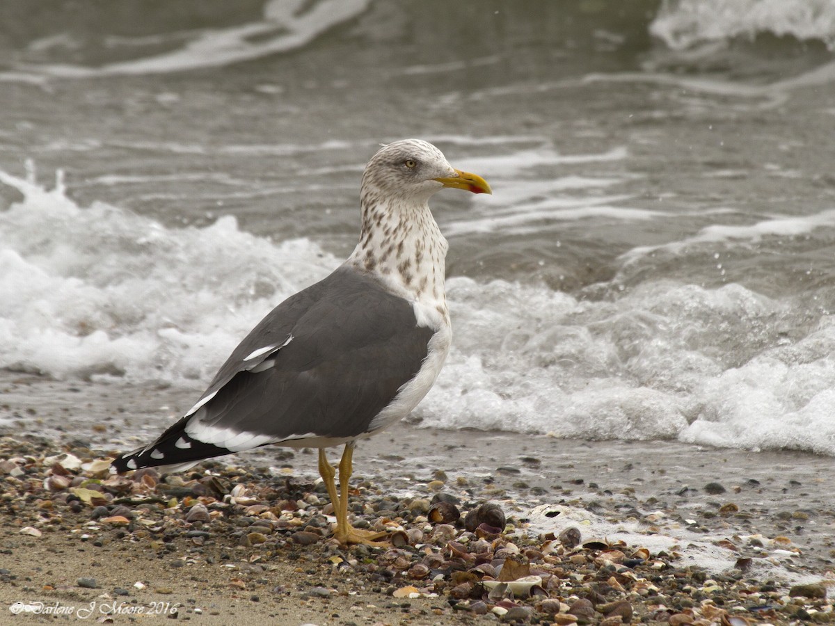 Lesser Black-backed Gull - Darlene J McNeil