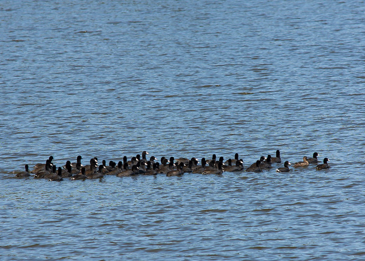 eBird Checklist - 2 Oct 2020 - Crab Orchard NWR--Wolfcreek Causeway - 8 ...