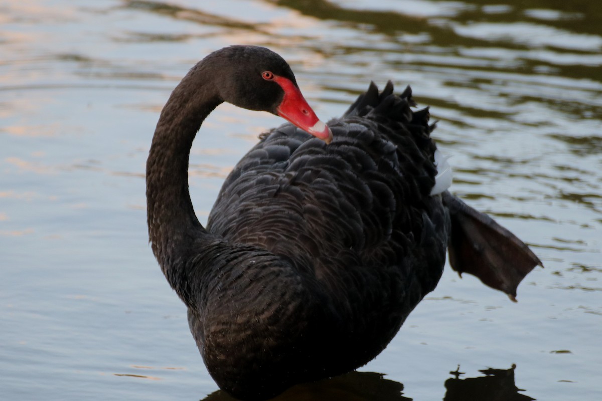 Black Swan - ML267695991