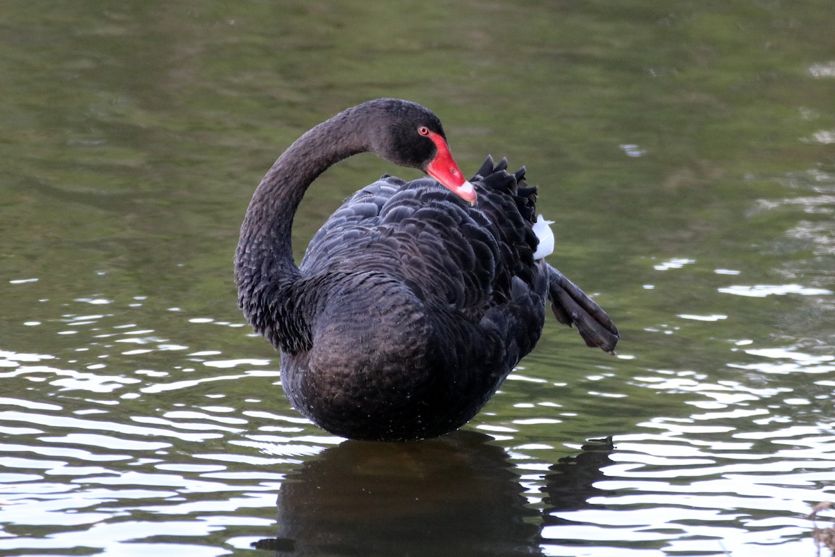 Black Swan - James Lambert