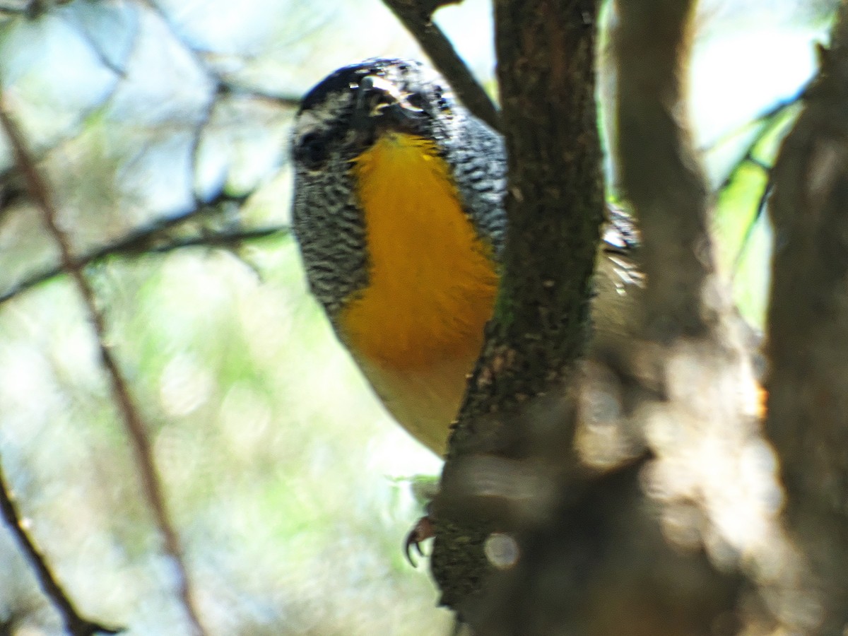 Spotted Pardalote - ML267701061