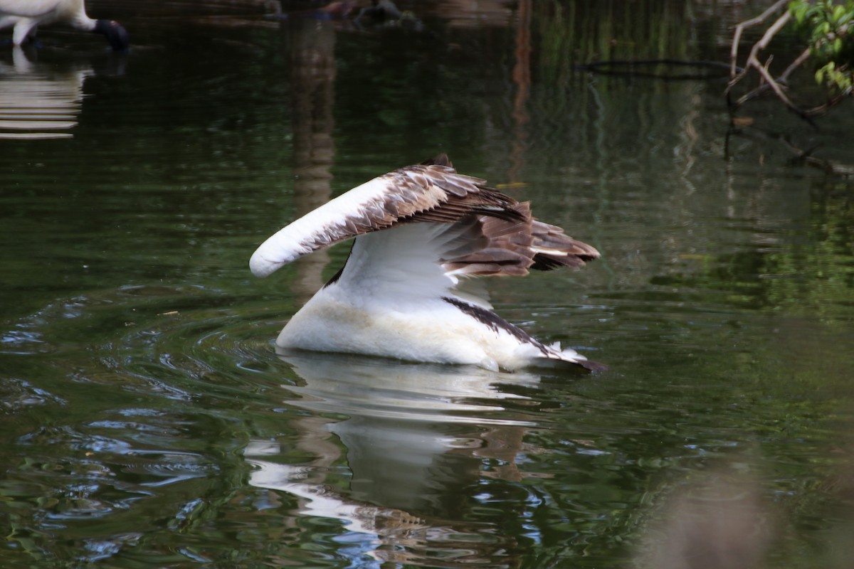 pelikán australský - ML267701581