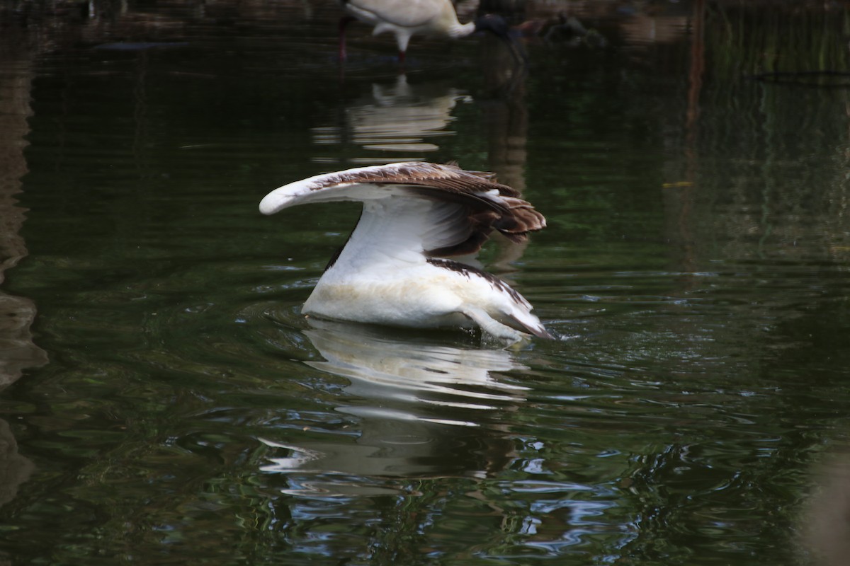 pelikán australský - ML267701841