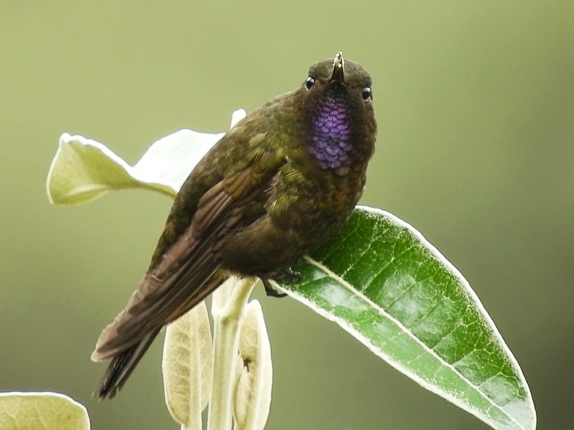 Violet-throated Metaltail - ML267707851