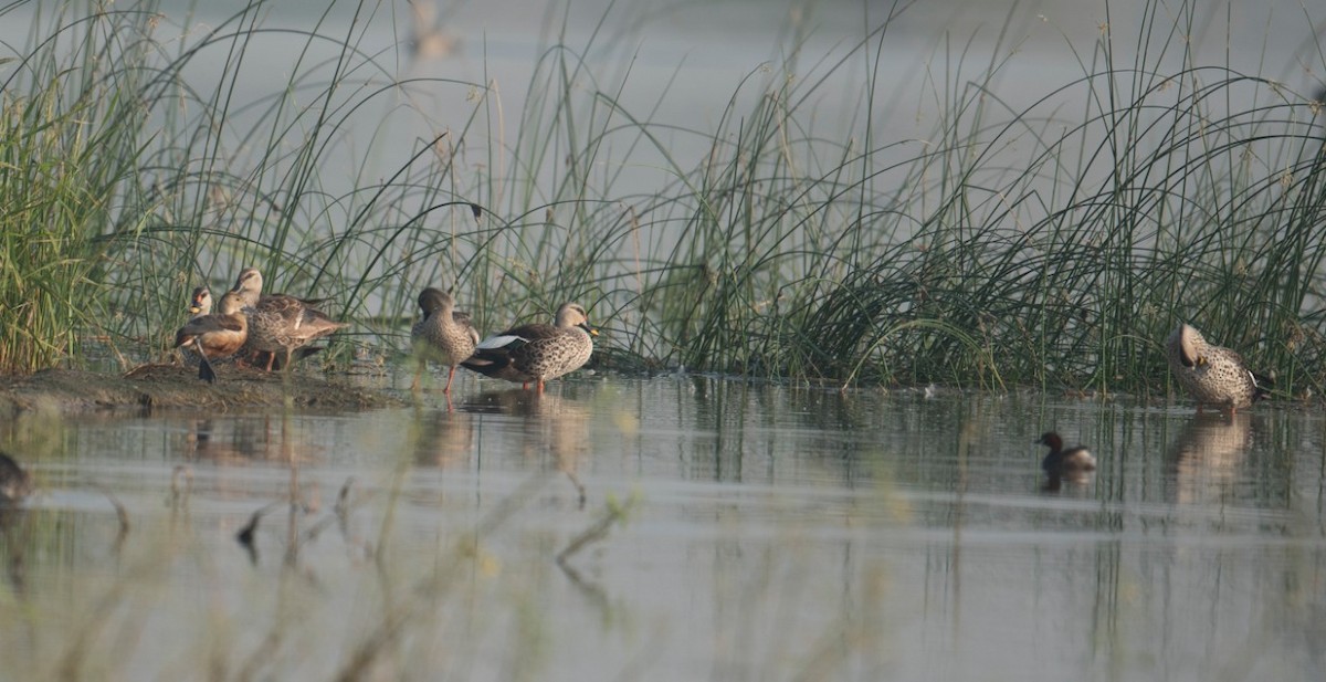 Indian Spot-billed Duck - Ansar Khan
