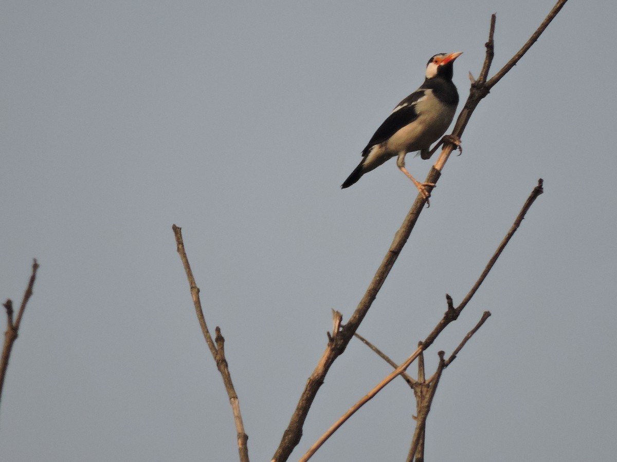 Indian Pied Starling - ML267710291
