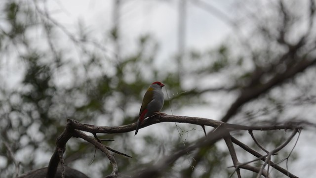 Red-browed Firetail - ML267710961