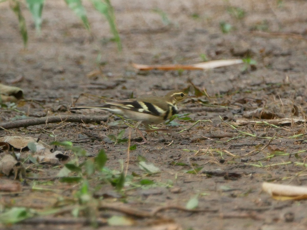 Forest Wagtail - ML267711701