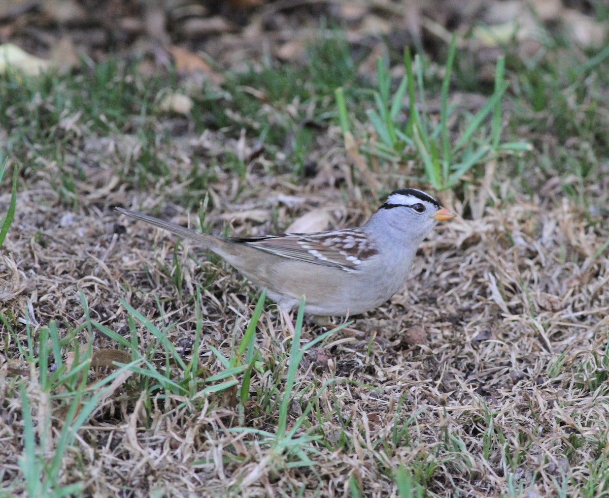 White-crowned Sparrow - ML267712371