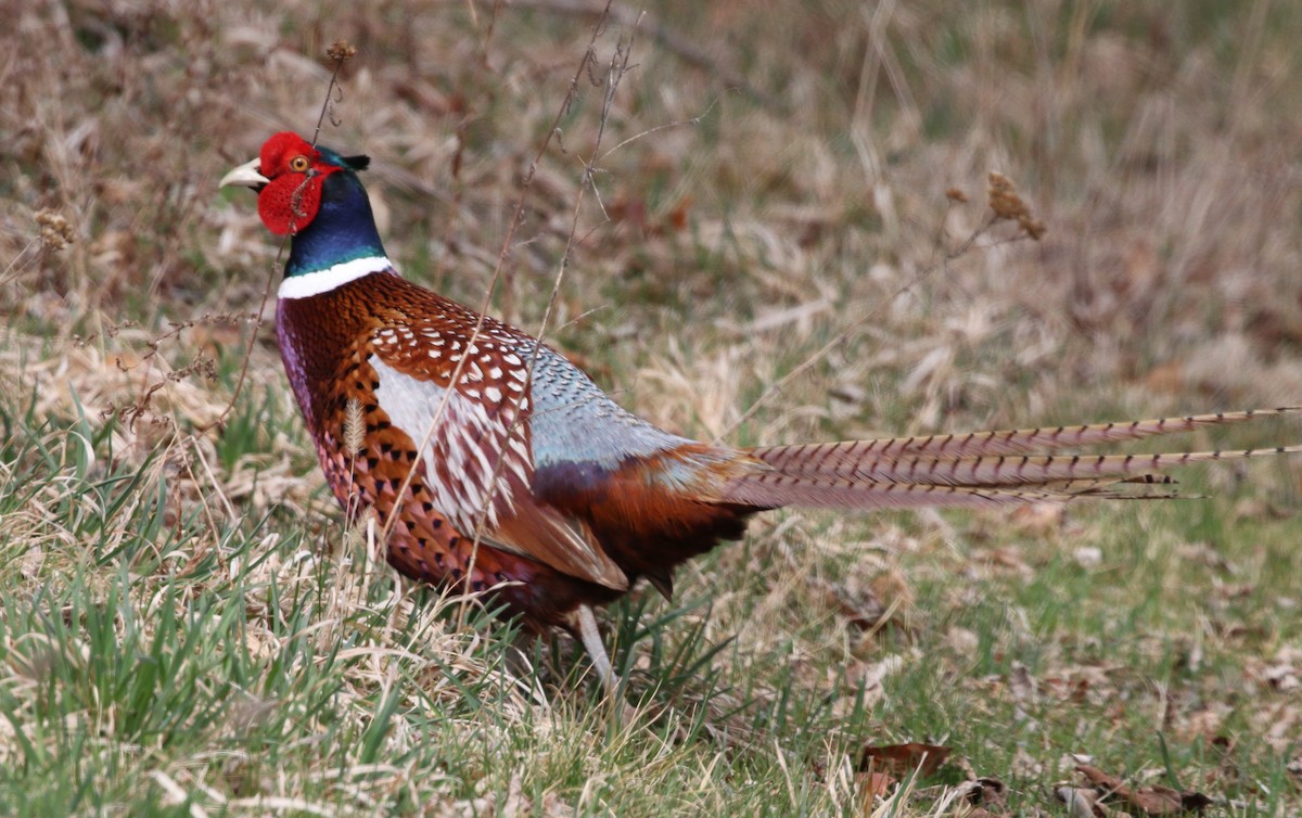 Ring-necked Pheasant - Stacy Robinson
