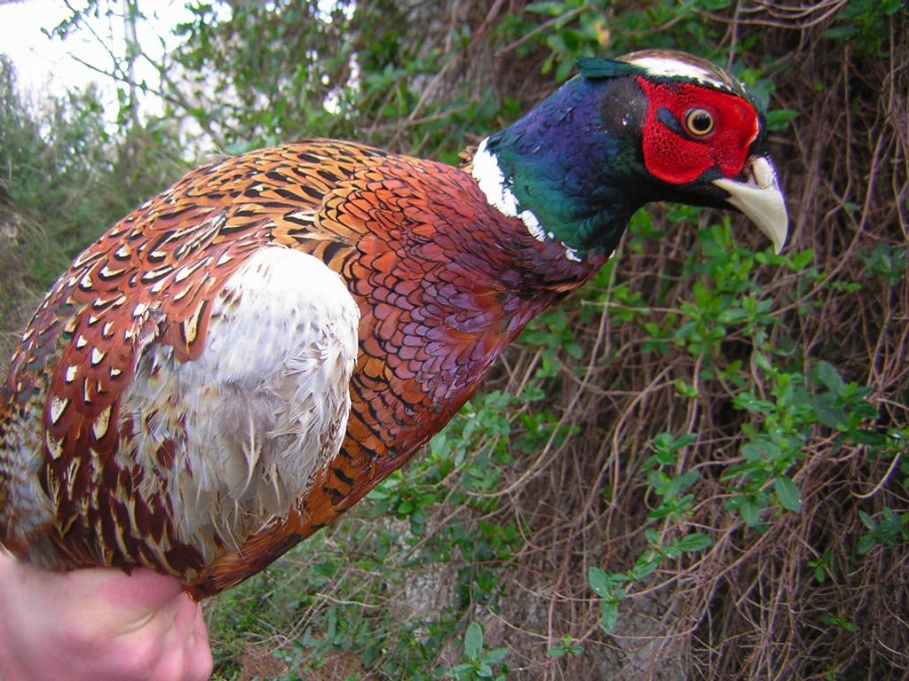 Ring-necked Pheasant - sylvain Uriot