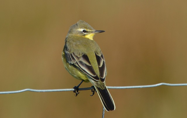 Wagtail Bird of Israel 'Flights of Fancy' Yellow coffee Mug