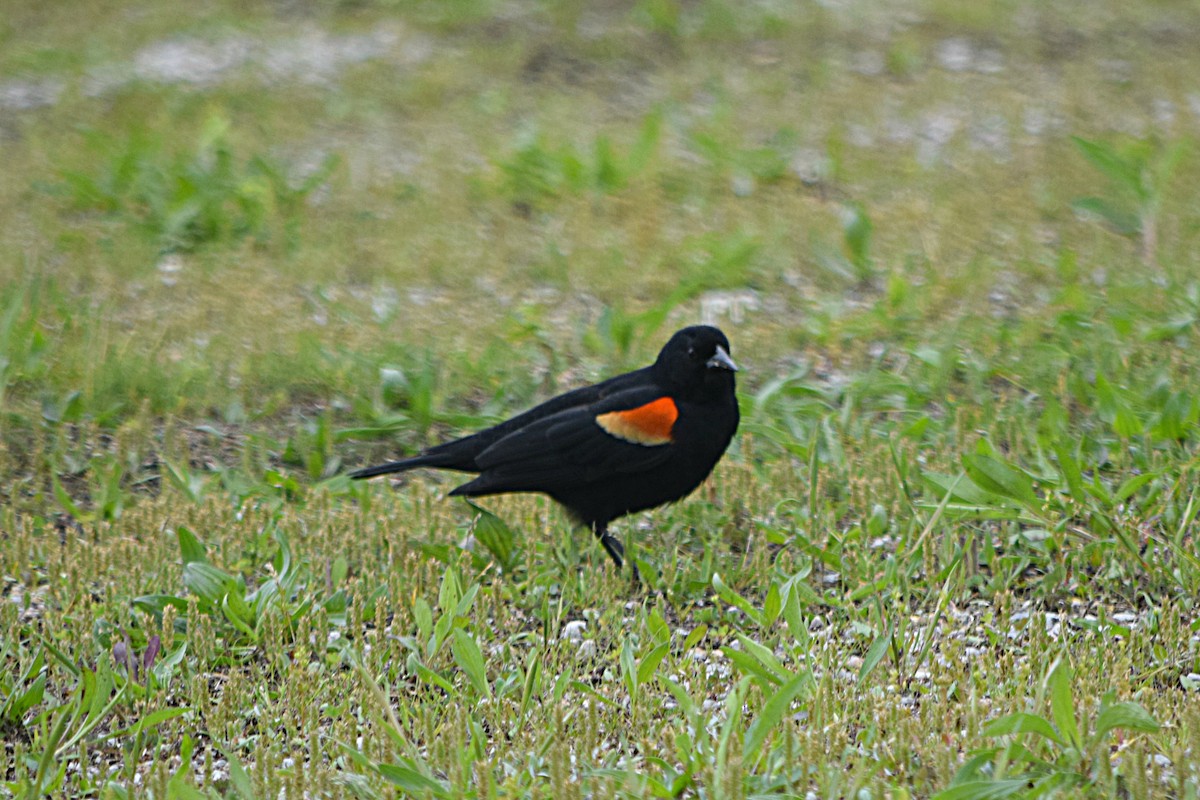 Red-winged Blackbird - Hugh Barger