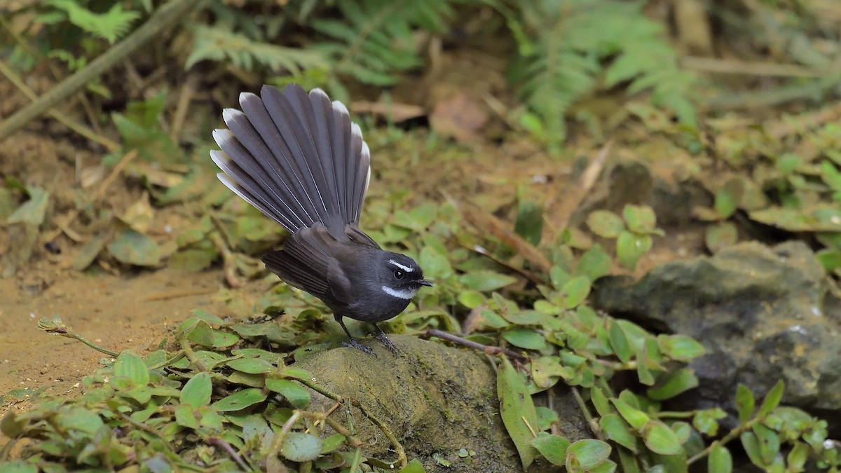 White-throated Fantail - ML267727921