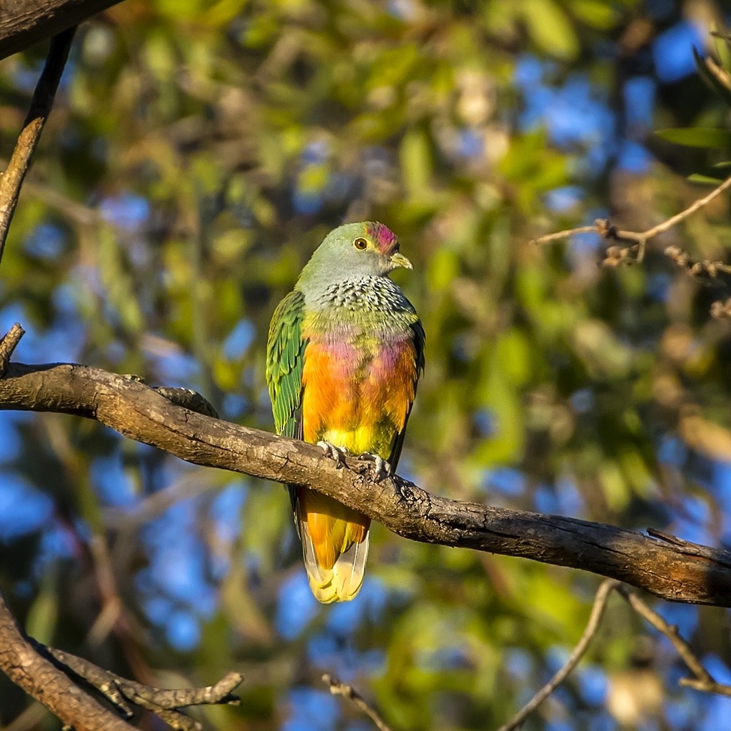Rose-crowned Fruit-Dove - ML267730341