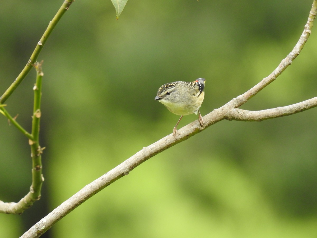 Spotted Pardalote - ML267731691