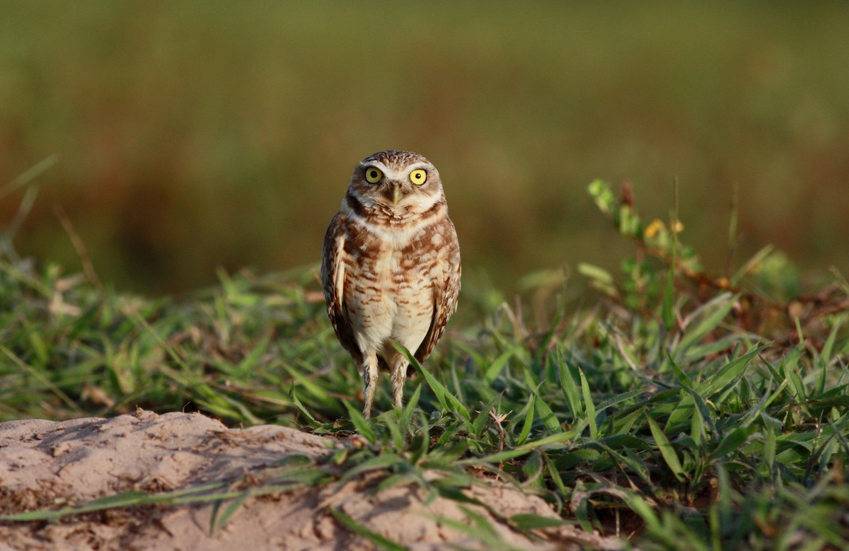 Burrowing Owl - ML26773211