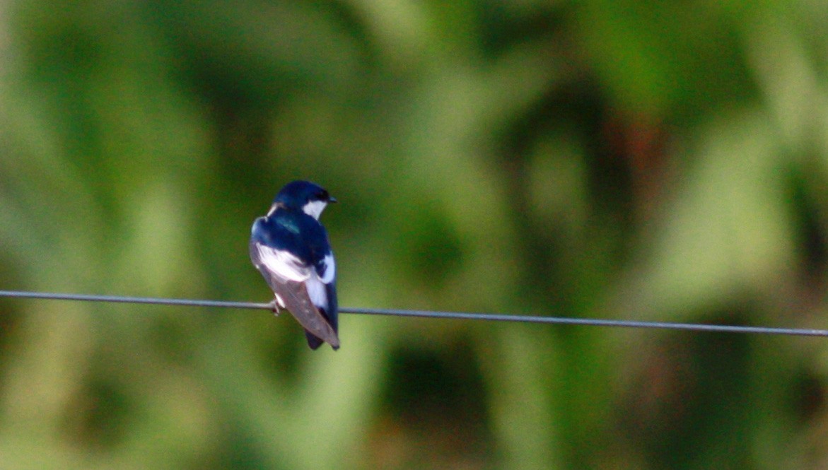 White-winged Swallow - ML26773221