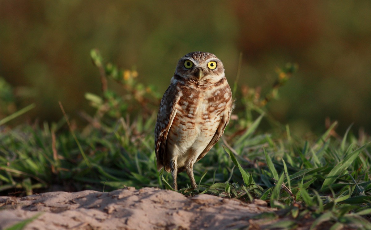 Burrowing Owl - ML26773241