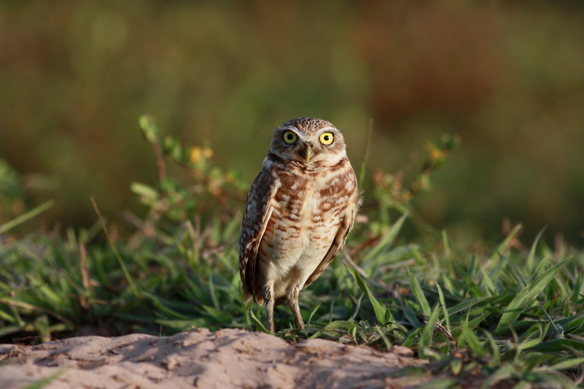 Burrowing Owl - ML26773251