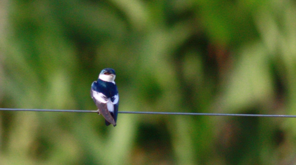 White-winged Swallow - ML26773261