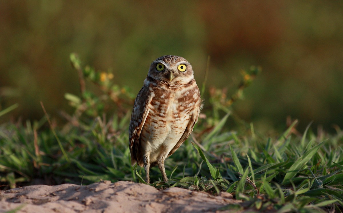 Burrowing Owl - ML26773281