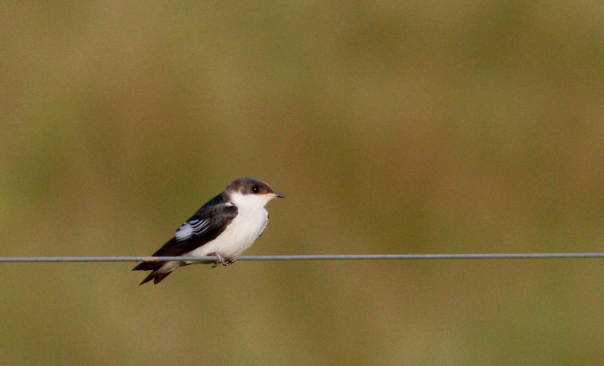 White-winged Swallow - ML26773291