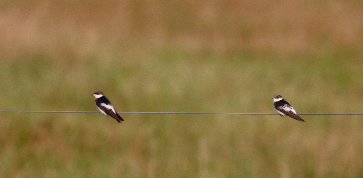 White-winged Swallow - ML26773301