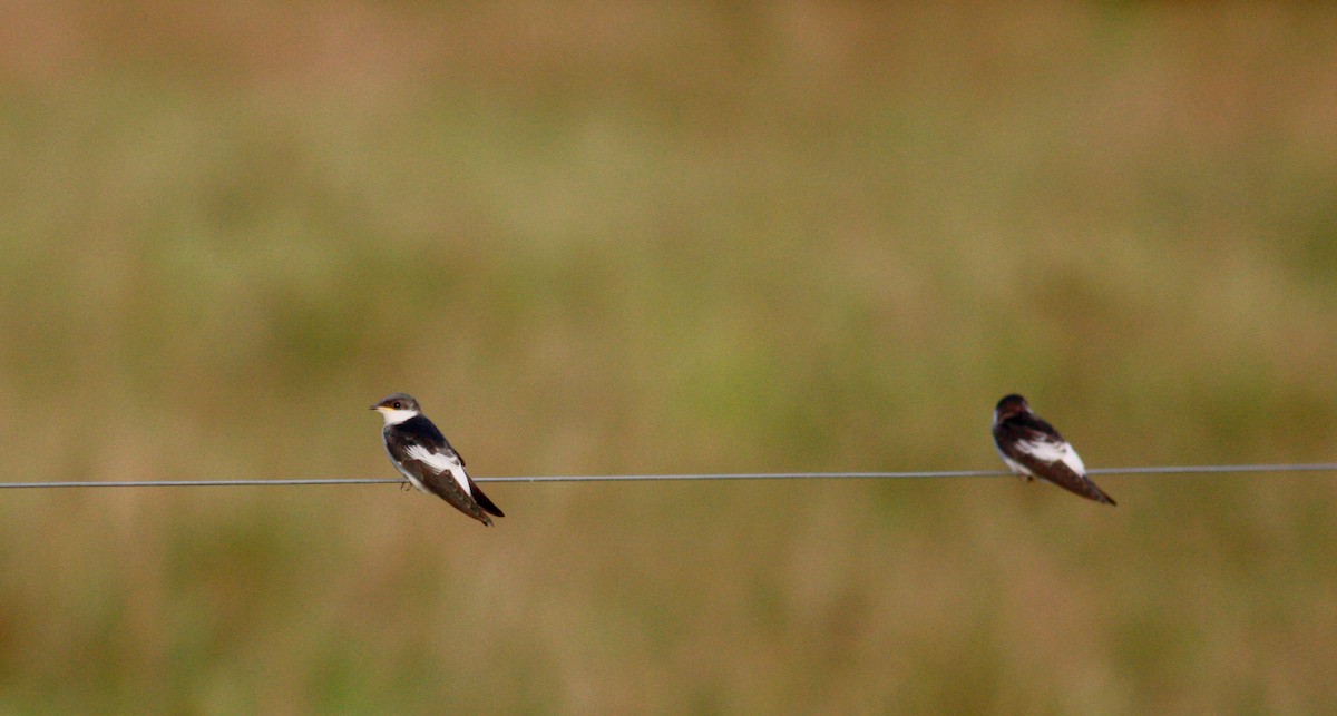 White-winged Swallow - Jay McGowan