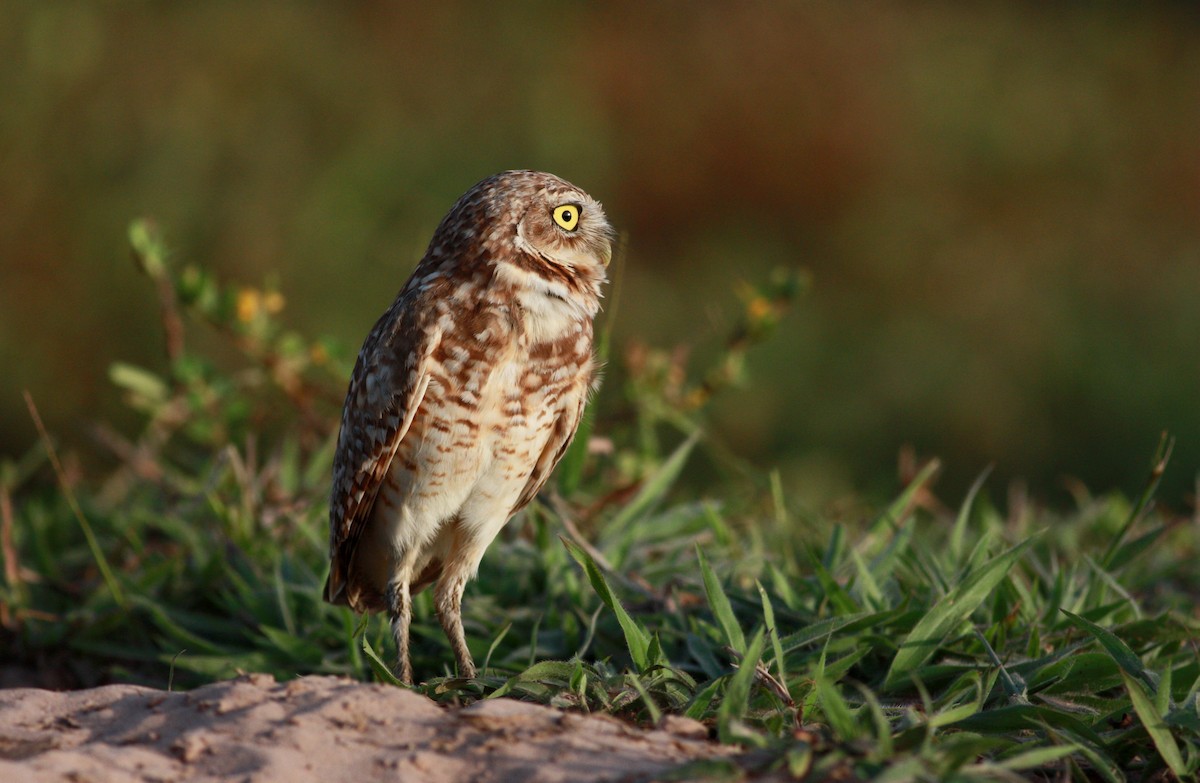 Burrowing Owl - ML26773361