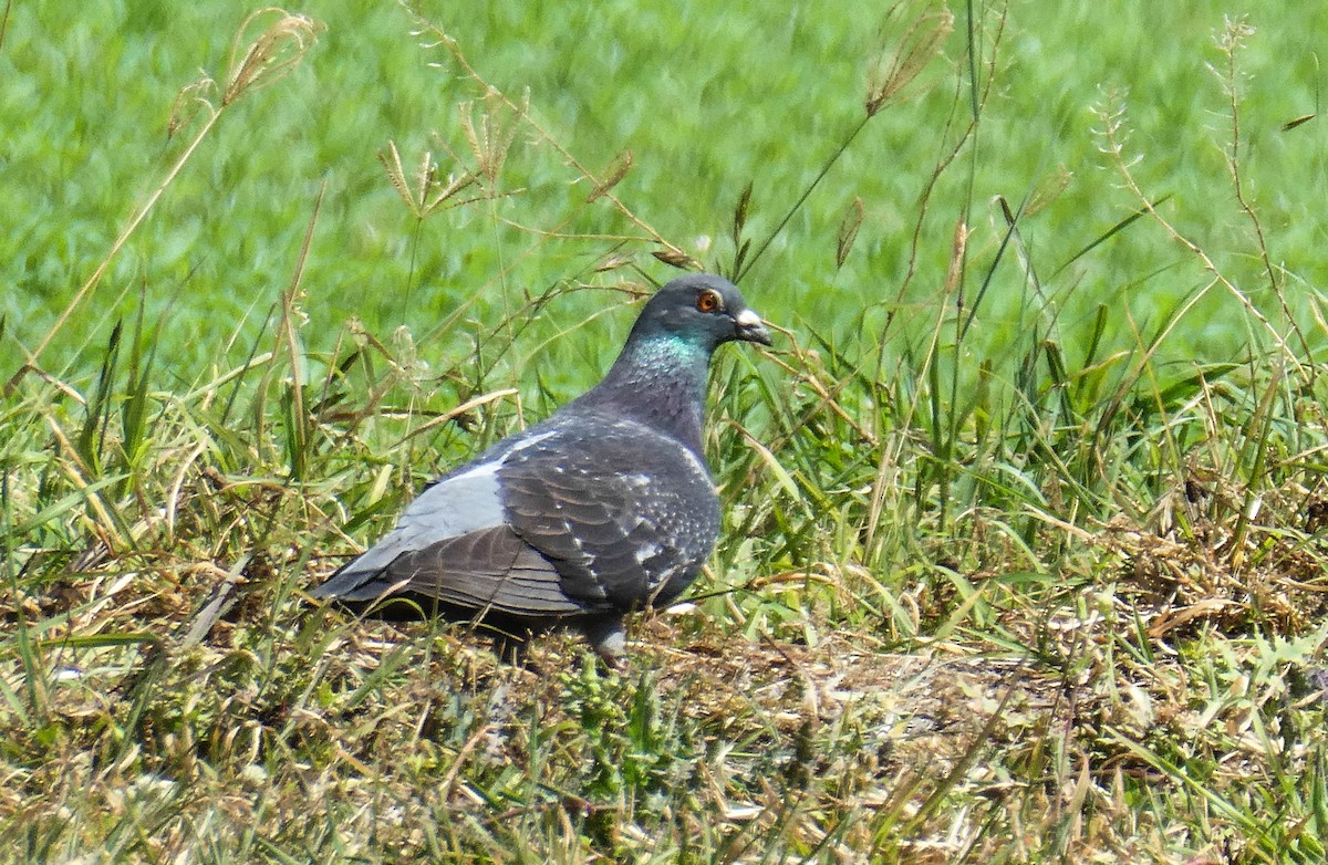 Rock Pigeon (Feral Pigeon) - ML267733641