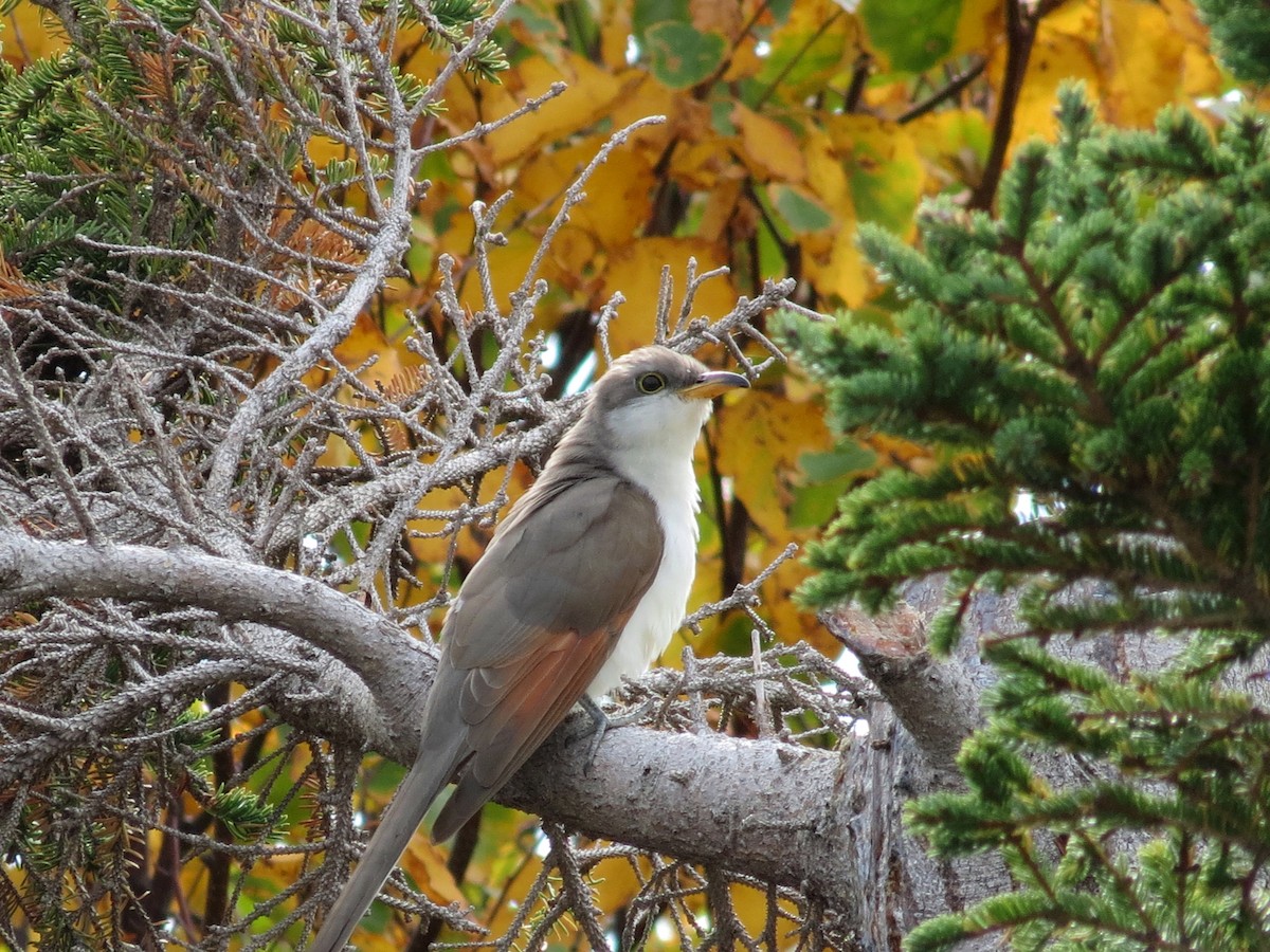 Yellow-billed Cuckoo - Andrew Olive