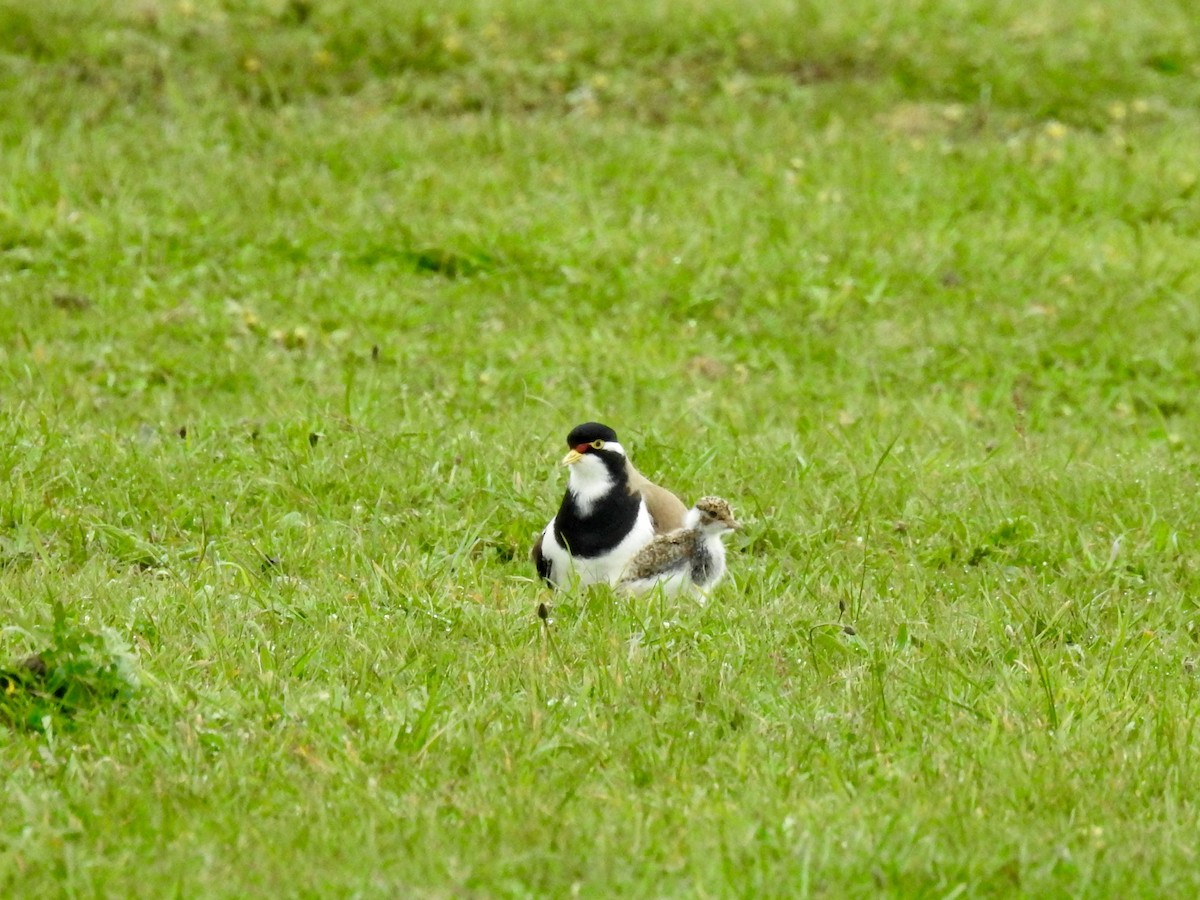 Banded Lapwing - ML267737841