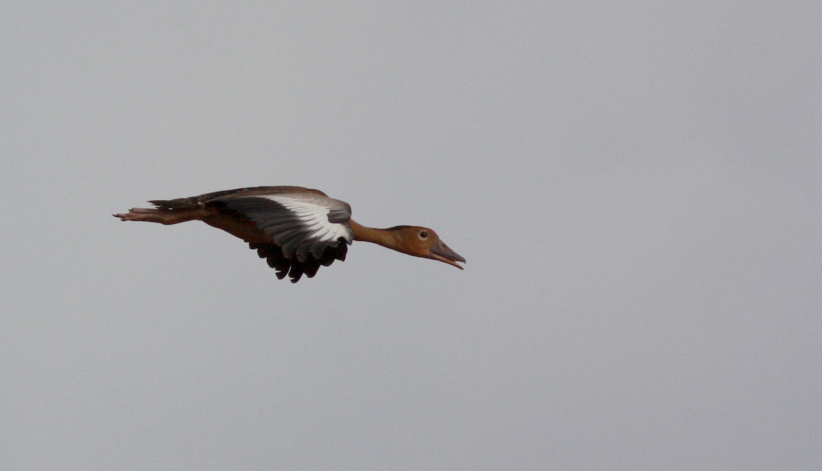 Black-bellied Whistling-Duck (autumnalis) - ML26774301