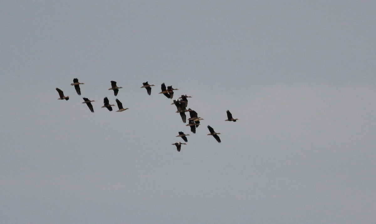 Black-bellied Whistling-Duck (autumnalis) - Jay McGowan