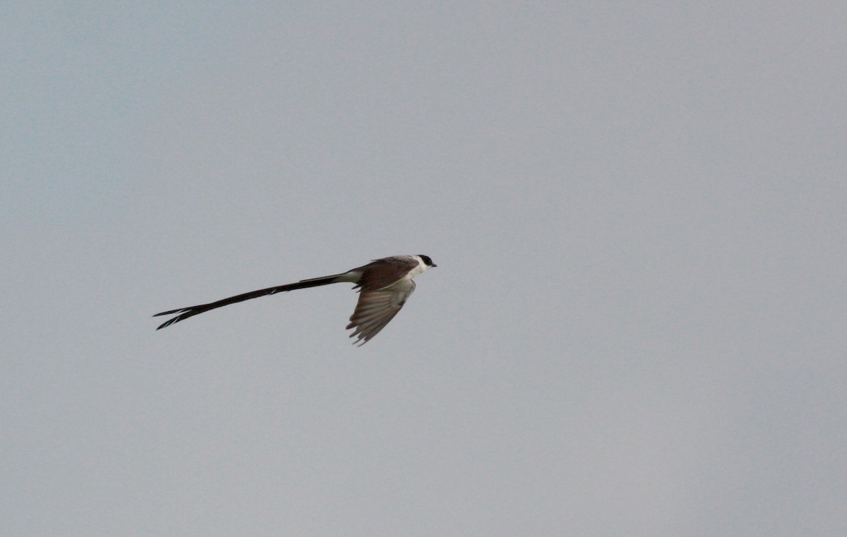 Fork-tailed Flycatcher - ML26774391
