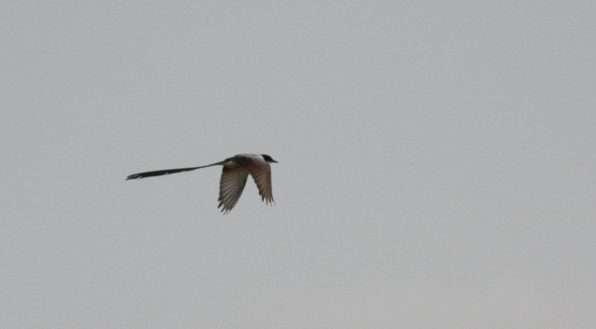 Fork-tailed Flycatcher - ML26774421