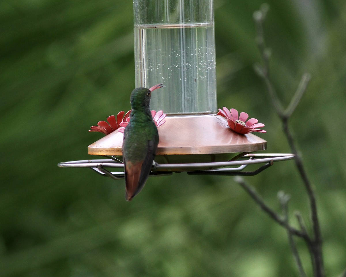 Rufous-tailed Hummingbird - ML267745261