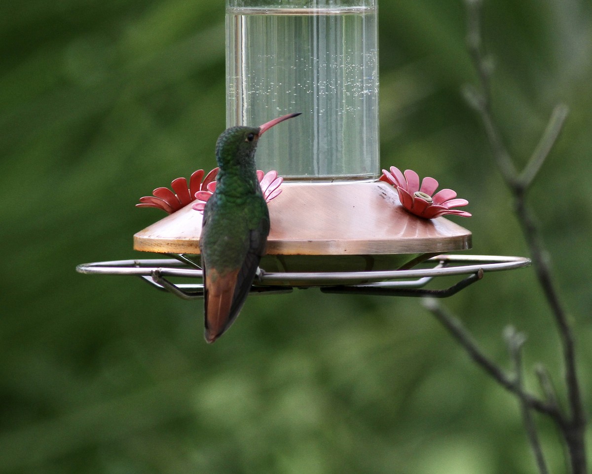 Rufous-tailed Hummingbird - ML267745271