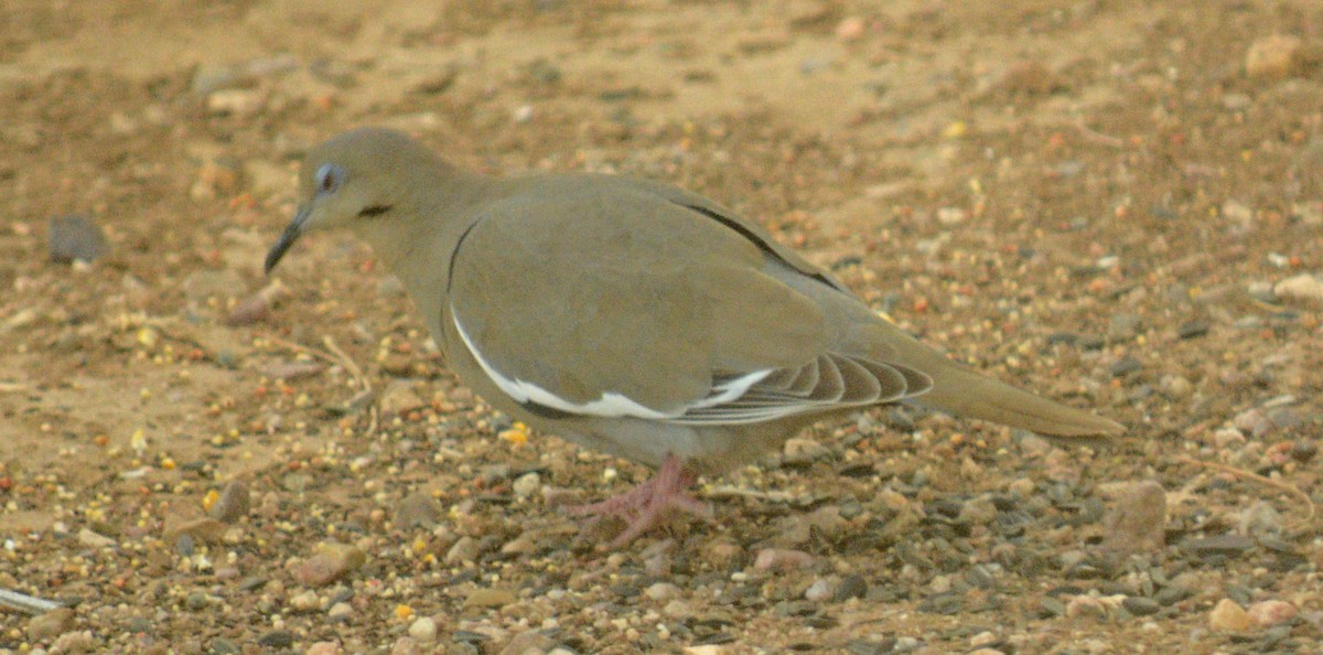 White-winged Dove - Hal Robins