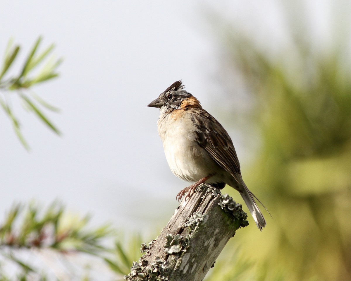 Rufous-collared Sparrow - ML267745551