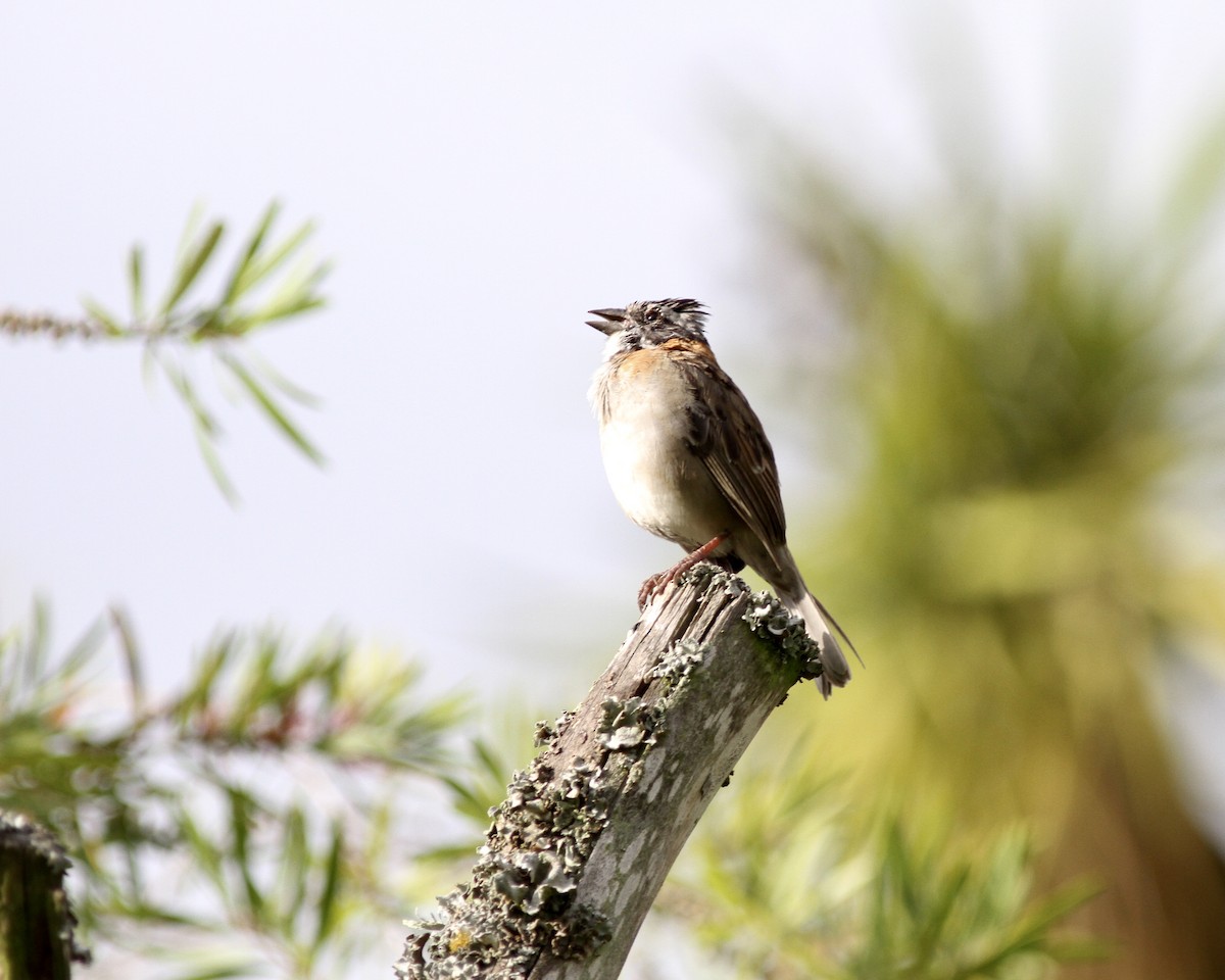 Rufous-collared Sparrow - ML267745571