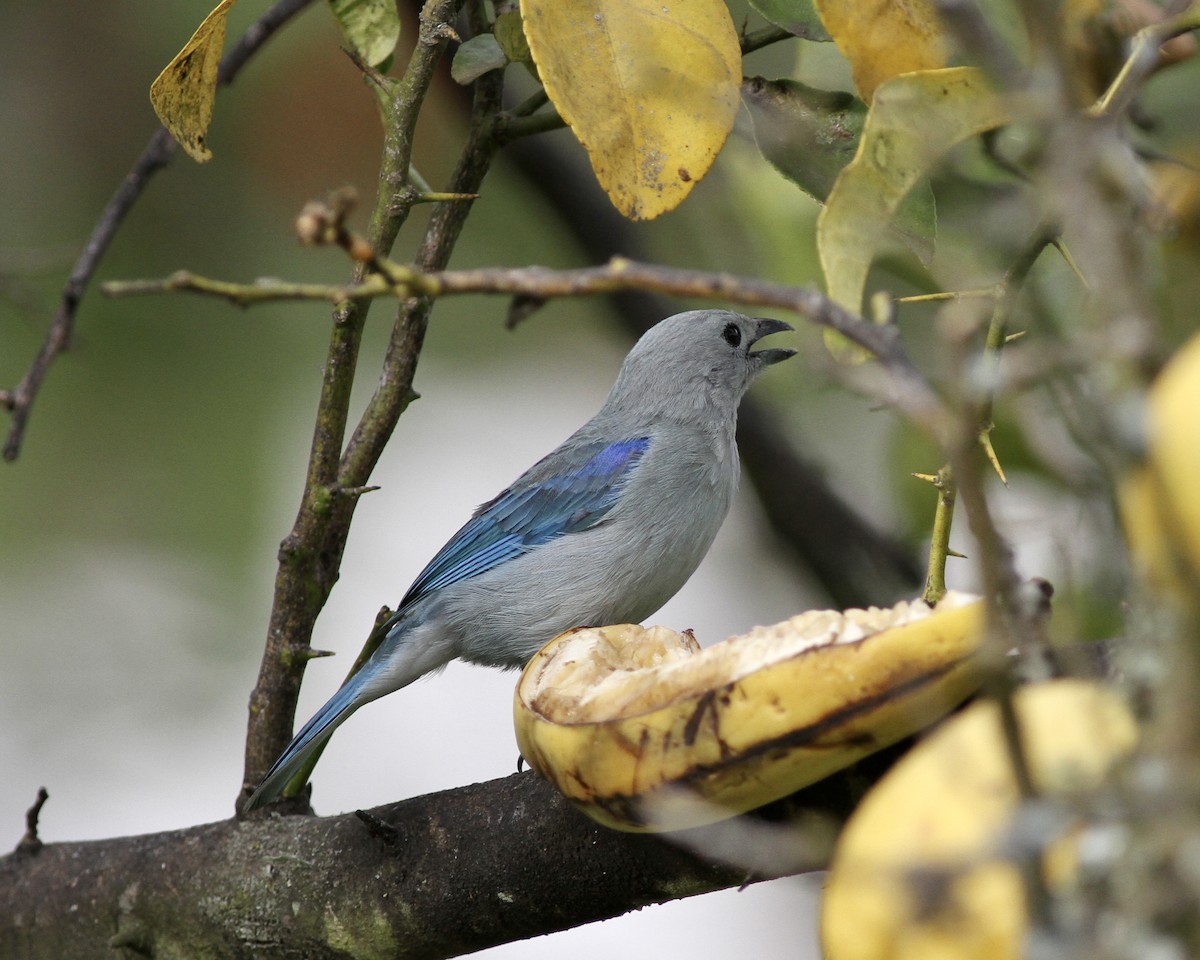 Blue-gray Tanager - ML267745991