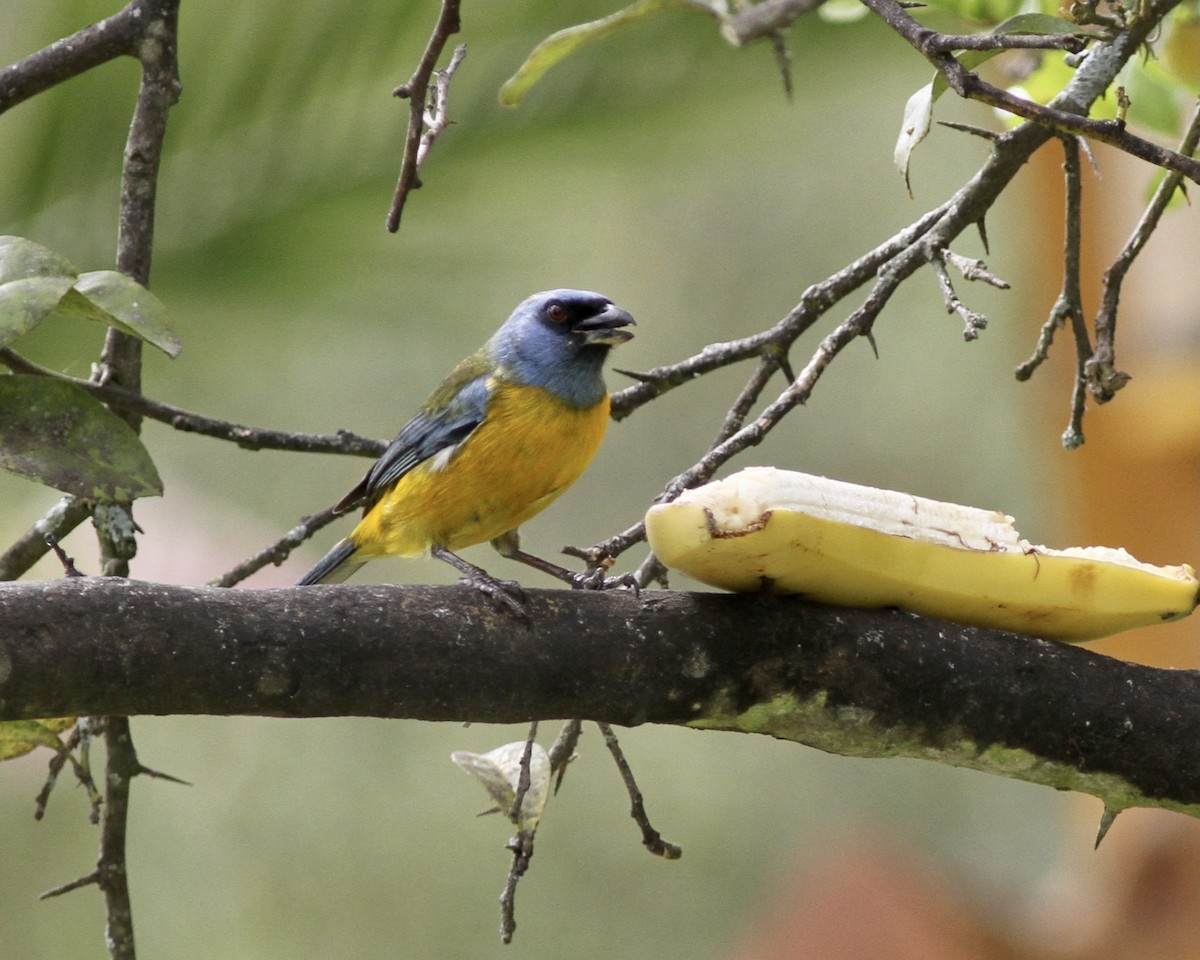 Blue-and-yellow Tanager - ML267746161