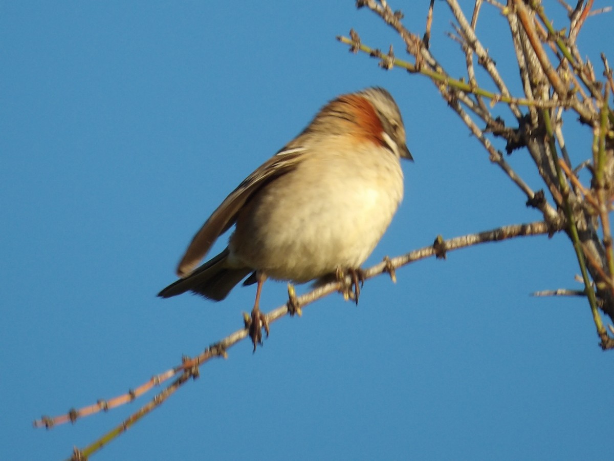 Rufous-collared Sparrow - Juan Gabriel Gómez costantini