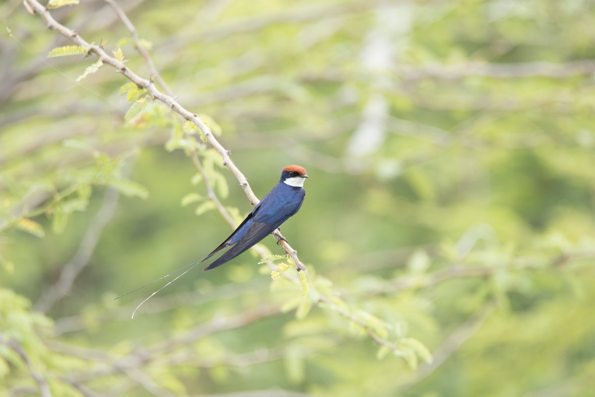 Wire-tailed Swallow - ML267747741